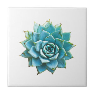 Carreau Aquarelle Succulente
