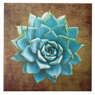Carreau Aquarelle succulente sur Brown rustique