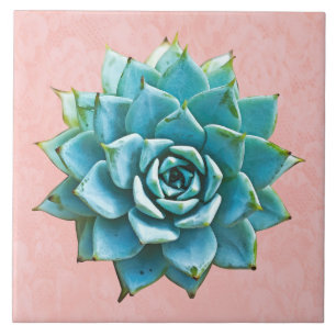 Carreau Aquarelle Succulente sur dentelle rose pâle