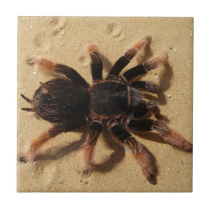Carreau Araignée de tarentule de Brachypelma en sable