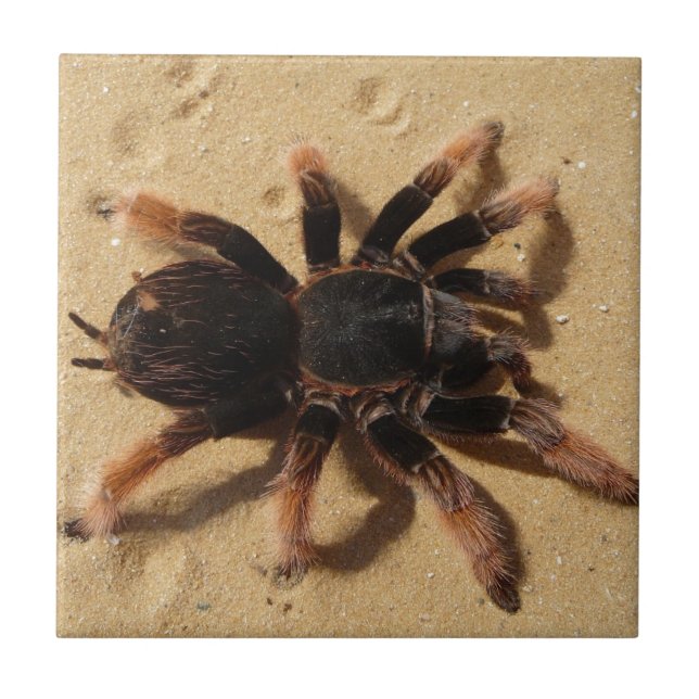 Carreau Araignée de tarentule de Brachypelma en sable (Devant)