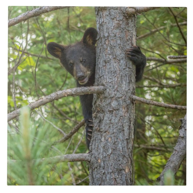 Carreau Arborescence d'Escalades d'ours Cub (Devant)