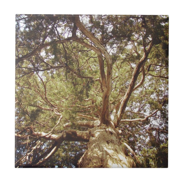 Carreau Arbre (Devant)