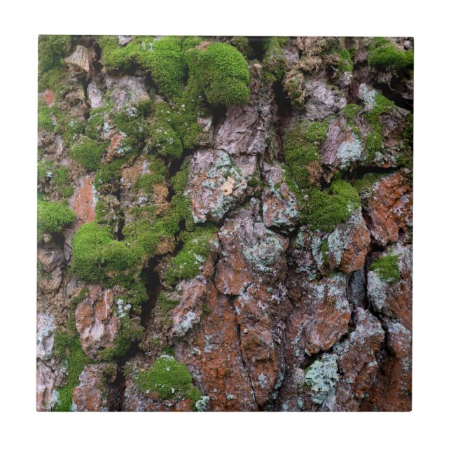 Carreau Arbre à écorce (Devant)