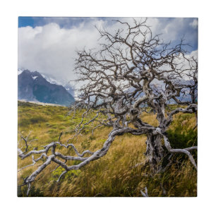 Carreau Arbre brûlé, Torres del Paine, Chili