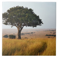 Arbre d'acacia isolé dans les plaines herbeuses, M