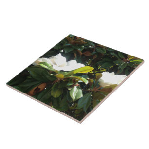 Carreau Arbre de Magnolia en floraison