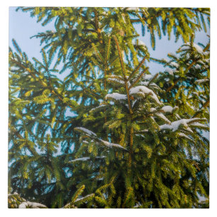 Carreau Arbre De Noël Vert En Neige