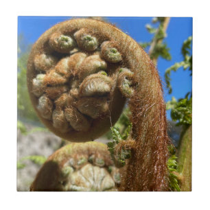 Carreau Arbre Fern Frond