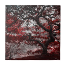 Arbre rouge en fleurs de cerisiers