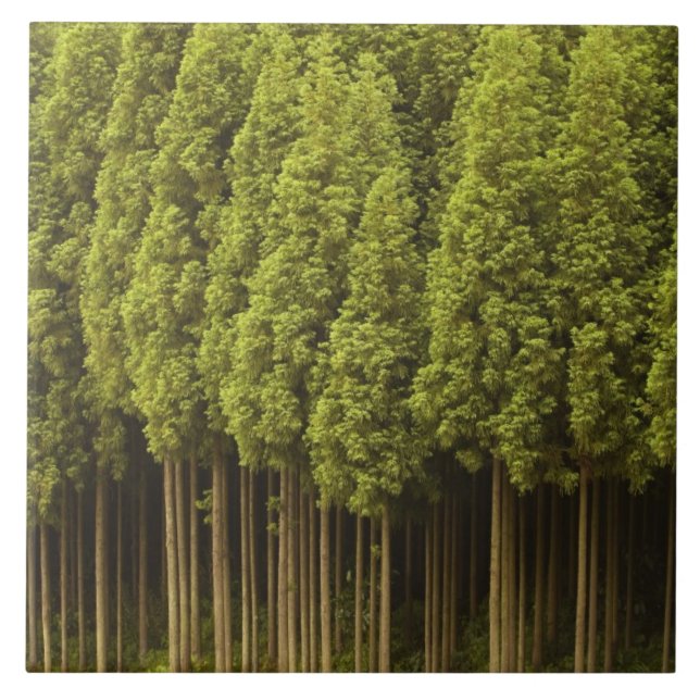 Carreau Arbres de cèdre de Koya Sugi (Devant)