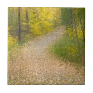 Carreau Arbres en couleurs d'automne et chemin recouvert d