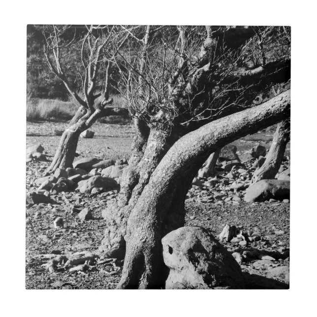 CARREAU ARBRES NOIRS ET BLANCS (Devant)