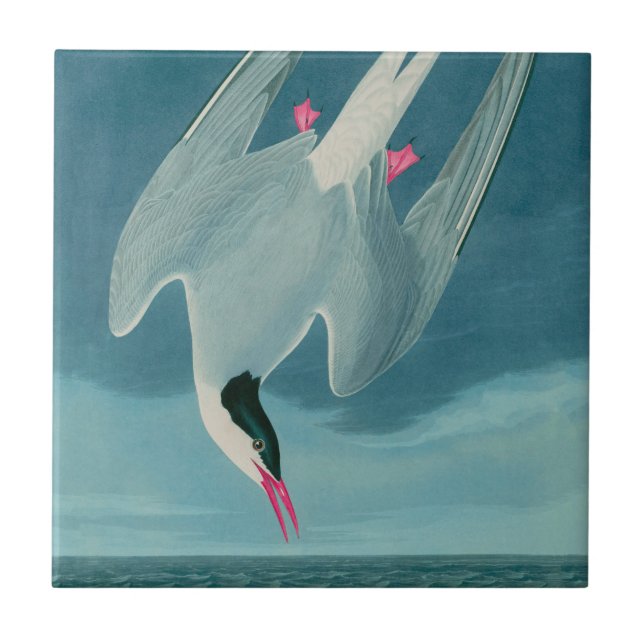 Carreau Arctic Tern Birds of America Audubon Imprimer (Devant)