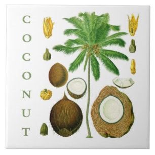 Carreau Art de cuisine vintage : arbre à noix de coco et f