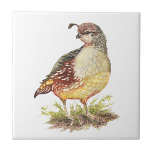 Carreau Art de faune d'oiseau de cailles de Californie