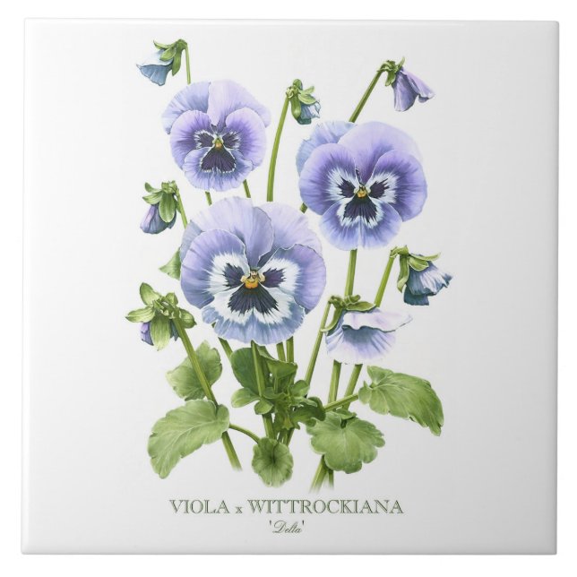 Carreau Art de style botanique floral Pansy violet (Devant)