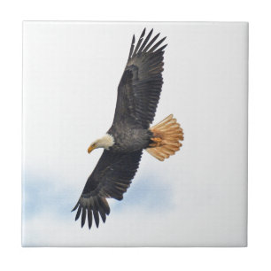 Carreau Art montant de photo d'Eagle chauve Wildife