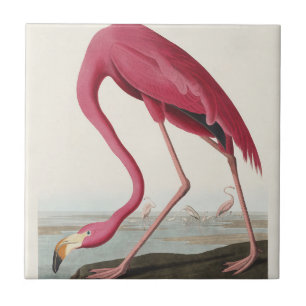 Carreau Art Vintage Audubon Flamant rose américain oiseau 