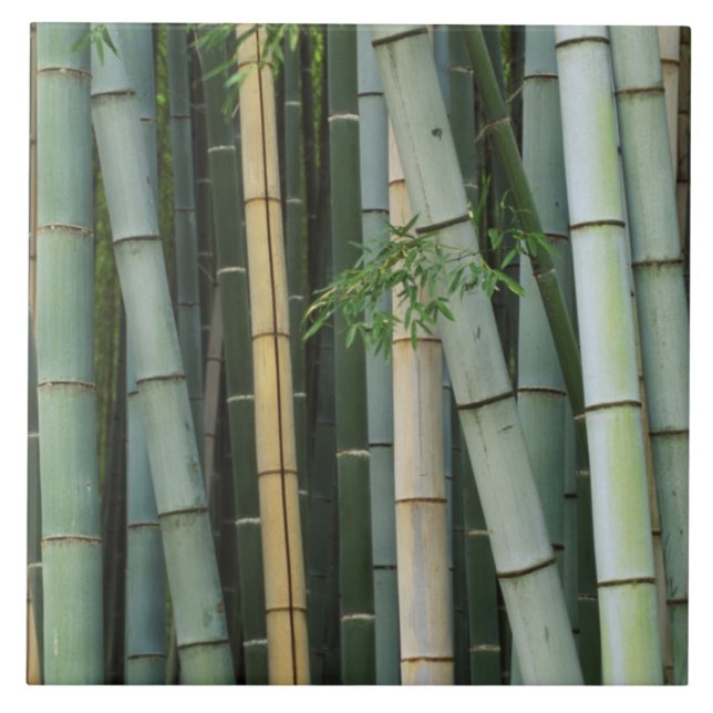 Carreau Asie, Japon, Kyoto, Arashiyama, Sagano, Bamboo (Devant)