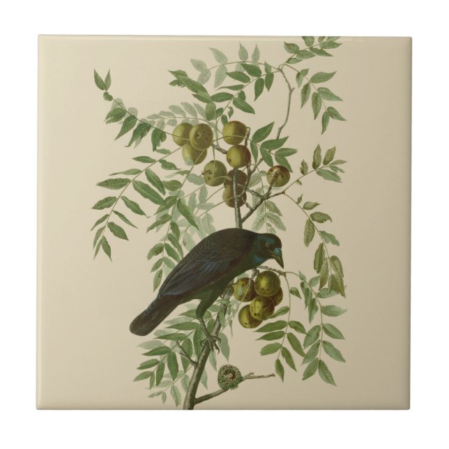 Carreau Audubon American Crow Black Bird (Devant)