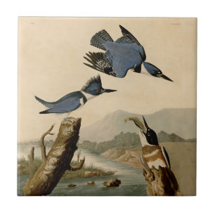 Carreau Audubon Belted Kingfisher Wildlife Bird