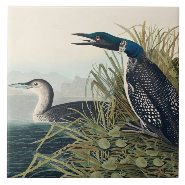 Carreau Audubon Bird Loon Diver Classic (Devant)