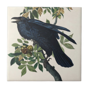 Carreau Audubon Raven Bird Classic Peinture