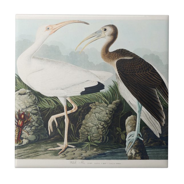 Carreau Audubon White lbis Bird Wildlife Painting (Devant)
