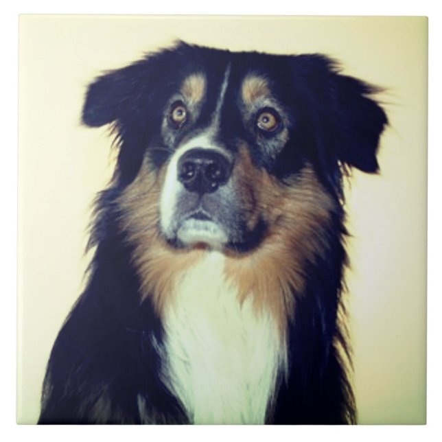 Carreau Australian Shepherd Love, Secourir le chien meille (Devant)