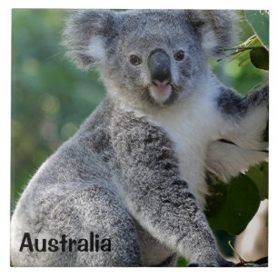 Carreau Australie : Cute coudly Australian koala