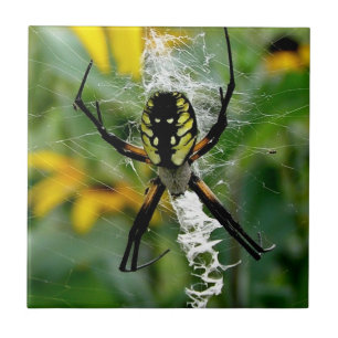 Carreau Awesome Photo Orb Spider dans le Web