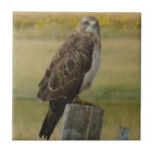 B33 Buse de Swainson