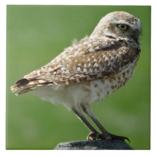 Carreau B56 Hibou des terriers