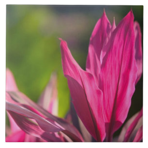 Carreau BAHAMAS, île de New Providence, Nassau : Paradis