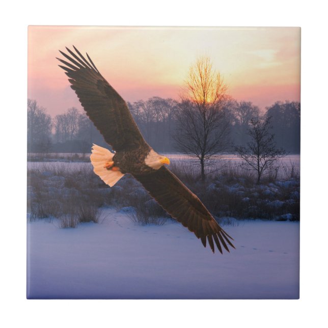 CARREAU BALD EAGLE CERAMIC TILE (Devant)