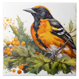 Carreau Baltimore Oriole sur une branche de baies