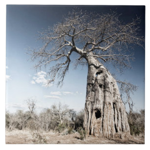 Carreau Baobab dans le parc national des piscines de Mana,