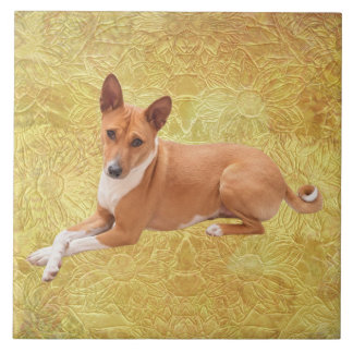 Carreau Basenji Dog 