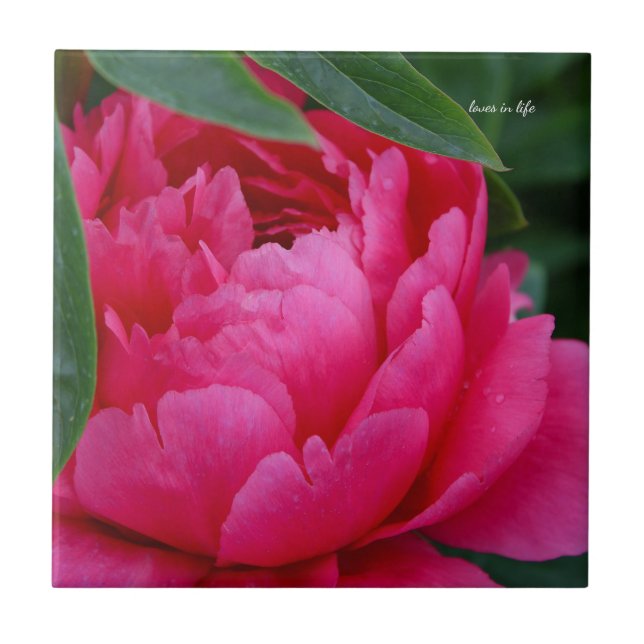 Carreau Bashful Pink Peony (Devant)