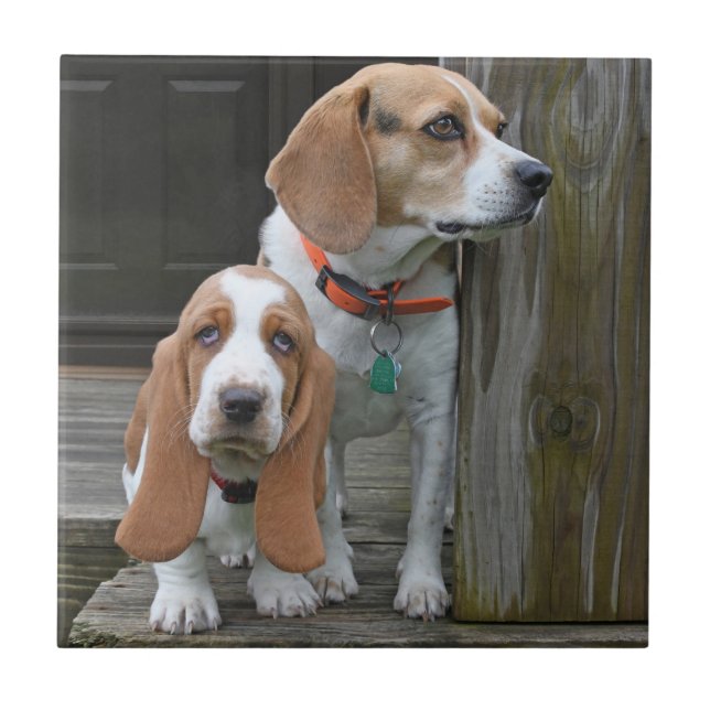 Carreau Basset Hound Puppy Et Beagle Buddy (Devant)