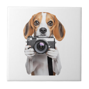 Carreau Beagle