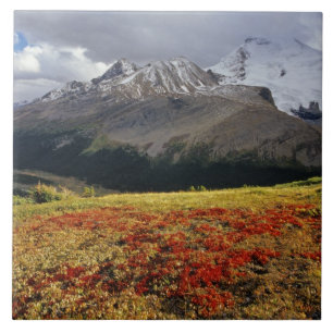 Carreau Bearberry au début de l'automne Pic Athabasca dan