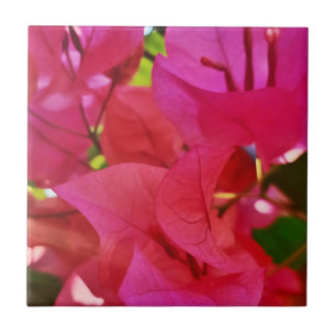 Carreau Beau bougainvilliers aux fleurs roses foncées