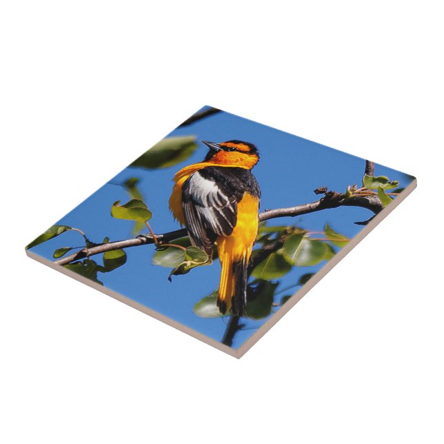 Carreau Beau Bullock's Oriole the Pear Tree (Côté)