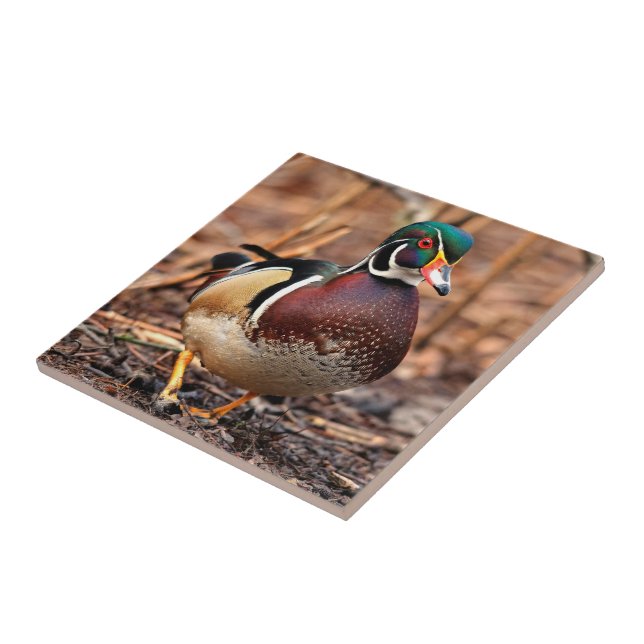 Carreau Beau canard à bois mâle dans les bois (Côté)