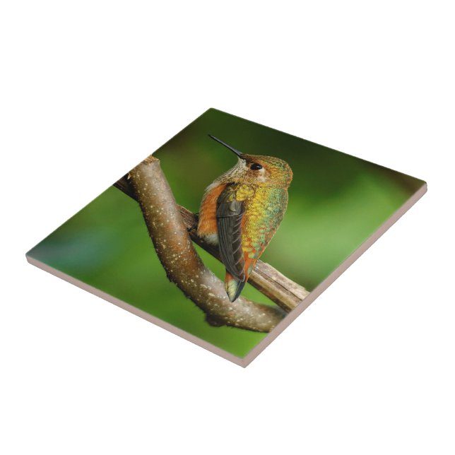 Carreau Beau colibri roux sur vignes jumelées (Côté)