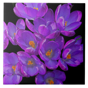Carreau Beau Crocus de printemps violet Floral