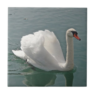 Carreau Beau cygne blanc