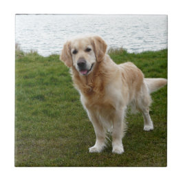 Carreau Beau Golden Retriever Dog Standing
